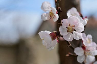 Güzel beyaz çiçekler, elma çiçeği, yakın görüş.