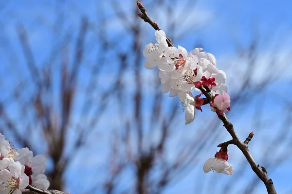 Όμορφα Λευκά Λουλούδια Άνθη Μήλου Κοντινή Θέα — Φωτογραφία Αρχείου