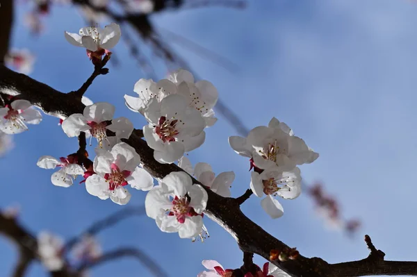 Stock image beautiful white flowers, apple blossom, close up view