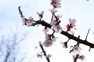 Güzel beyaz çiçekler, elma çiçeği, yakın görüş.