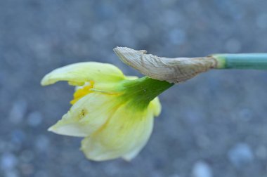 Bahçedeki sarı nergis çiçeği