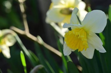 Bahçede güzel nergisler, bahar arkaplanı..