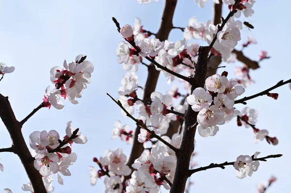 stock image beautiful white flowers, apple blossom, close up view