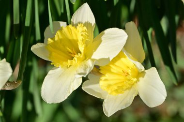 Bahçede güzel nergisler, bahar arkaplanı..