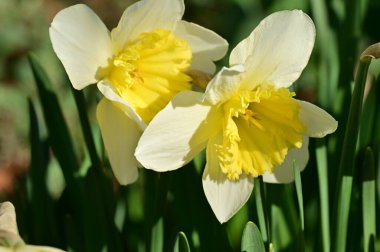 Bahçede güzel nergisler, bahar arkaplanı..