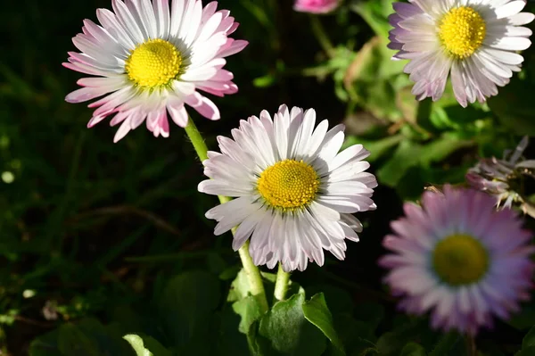 Krásné Bílé Růžové Květy Květinové Pozadí — Stock fotografie