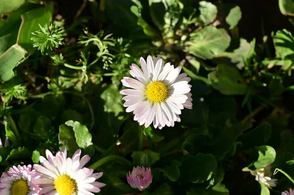 Gyönyörű Fehér Rózsaszín Virágok Virágos Háttér — Stock Fotó