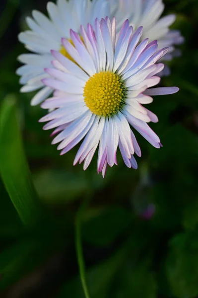 Güzel Beyaz Pembe Çiçekler Çiçekli Arka Plan — Stok fotoğraf