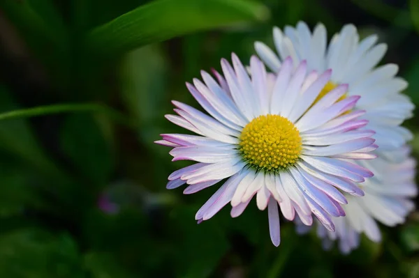美丽的白色和粉红色花朵 花朵背景 — 图库照片