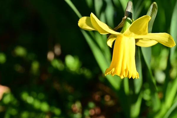Mooie Narcissen Tuin Lente Achtergrond — Stockfoto