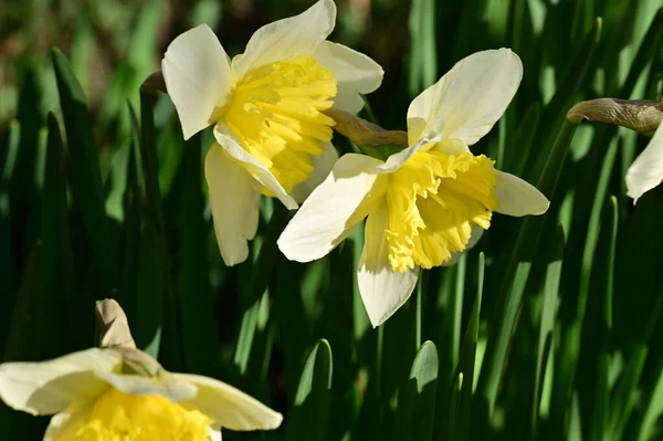 Mooie Narcissen Tuin Lente Achtergrond — Stockfoto
