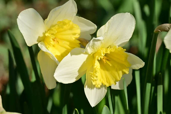 Beautiful Daffodils Garden Spring Background — Stock Photo, Image