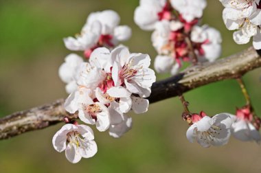 Güzel beyaz çiçekler, elma çiçeği, yakın görüş.