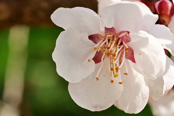 Belas Flores Brancas Flor Maçã Vista Perto — Fotografia de Stock