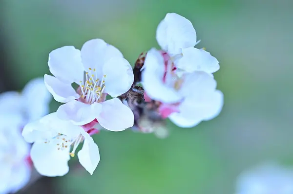 Όμορφα Λευκά Λουλούδια Άνθη Μήλου Κοντινή Θέα — Φωτογραφία Αρχείου