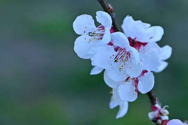 Schöne Weiße Blumen Apfelblüte Nahsicht — Stockfoto