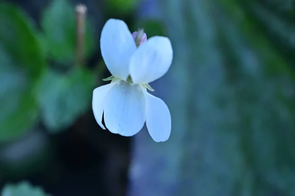 Schöner Frühling Violette Blume — Stockfoto