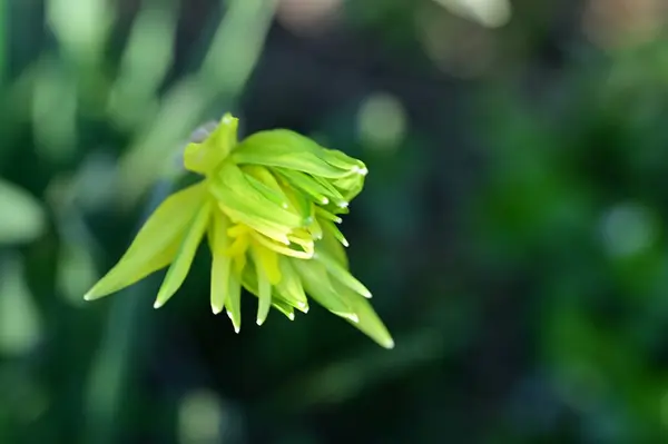 Gelbe Narzissenblüte Garten — Stockfoto