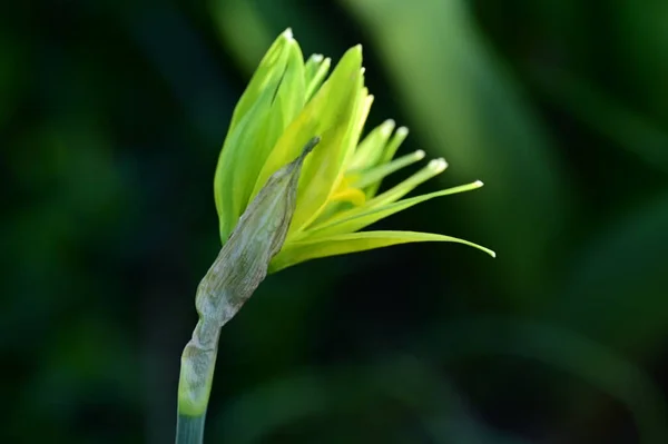 Жовта Квітка Нарциса Саду — стокове фото