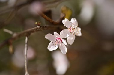 Güzel beyaz çiçekler, ağaç çiçekleri, yakın görüş.