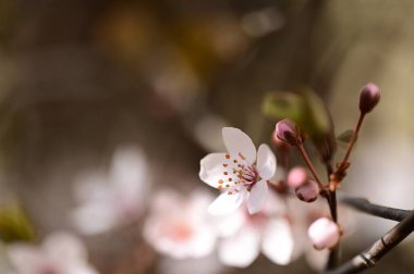 Güzel beyaz çiçekler, ağaç çiçekleri, yakın görüş.