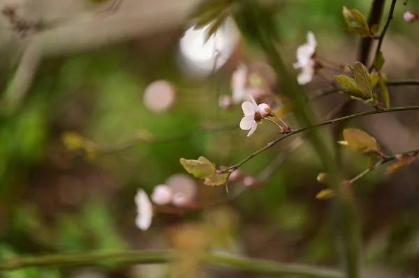 Vackra Vita Blommor Träd Blomma Närbild — Stockfoto