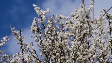 Bahar mevsiminde güzel beyaz kiraz çiçekleri