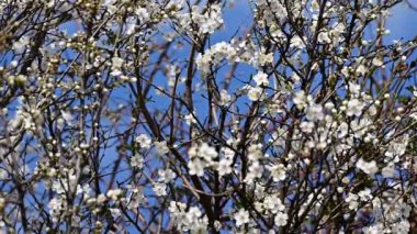 Bahar mevsiminde güzel beyaz kiraz çiçekleri