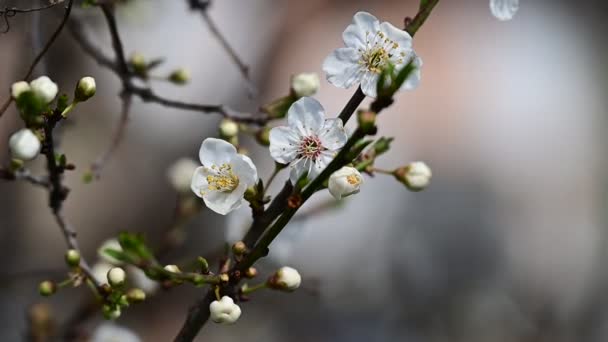 Piękny Biały Kwiat Wiśni Sezonie Wiosennym — Wideo stockowe