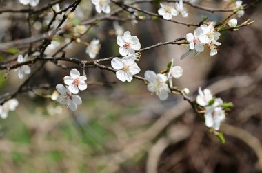 Güzel beyaz çiçekler, ağaç çiçekleri, yakın görüş.