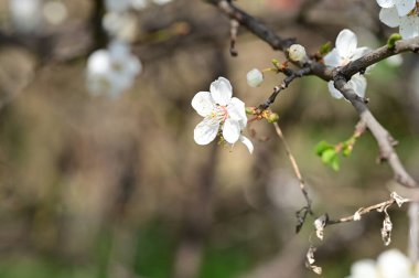 Güzel beyaz çiçekler, ağaç çiçekleri, yakın görüş.