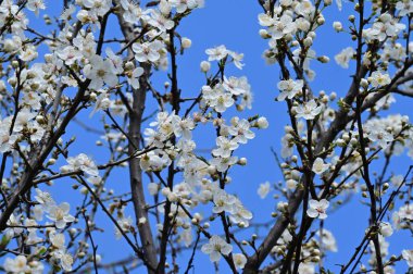 Güzel beyaz çiçekler, ağaç çiçekleri, yakın görüş.