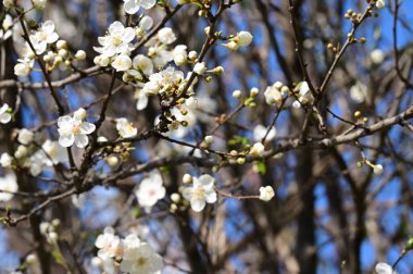 Güzel beyaz çiçekler, ağaç çiçekleri, yakın görüş.
