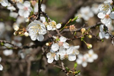 Güzel beyaz çiçekler, ağaç çiçekleri, yakın görüş.