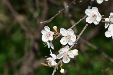 Güzel beyaz çiçekler, ağaç çiçekleri, yakın görüş.