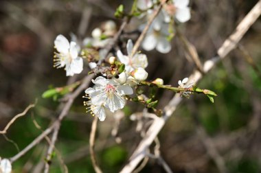 Güzel beyaz çiçekler, ağaç çiçekleri, yakın görüş.