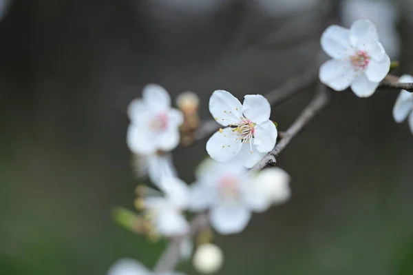 Beautiful White Flowers Tree Blossom Close View — Stock Photo, Image