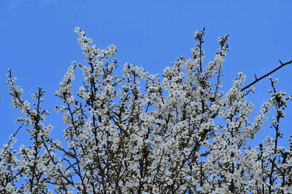 Schöne Weiße Blumen Baumblüte Nahsicht — Stockfoto