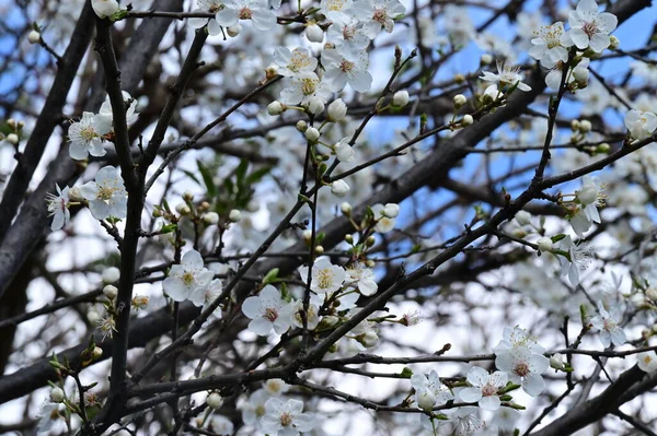 Όμορφα Λευκά Λουλούδια Άνθη Δέντρου Κοντινή Θέα — Φωτογραφία Αρχείου