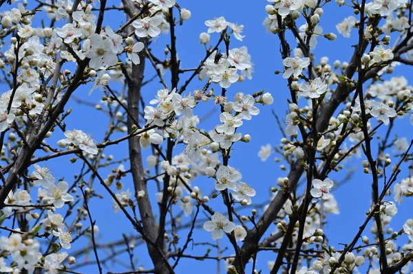 stock image beautiful white flowers, tree blossom, close up view