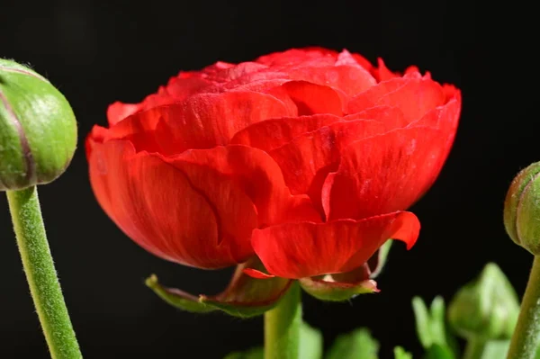 Schöne Rote Blume Auf Schwarzem Hintergrund — Stockfoto