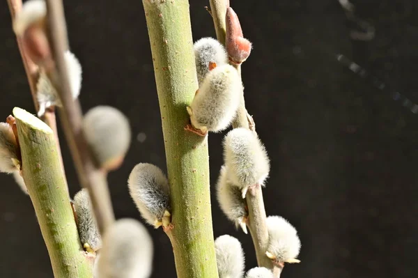 Spring Willow Fluffy Buds Flora Foliage Concept — Stock Fotó