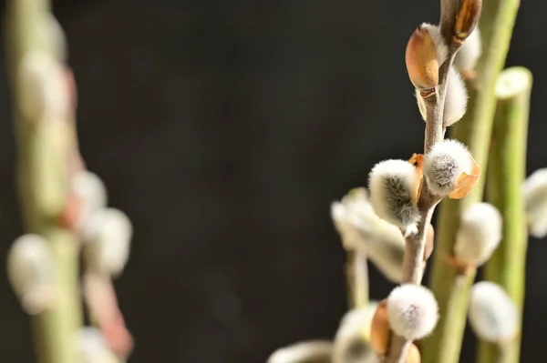 Весняні Верби Пухнасті Бутони Концепція Флори Листя — стокове фото