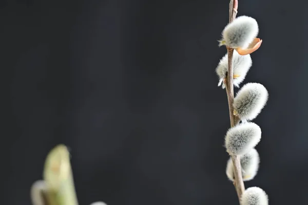 Bahar Söğüdü Kabarık Tomurcukları Bitki Örtüsü Yeşillik Konsepti — Stok fotoğraf