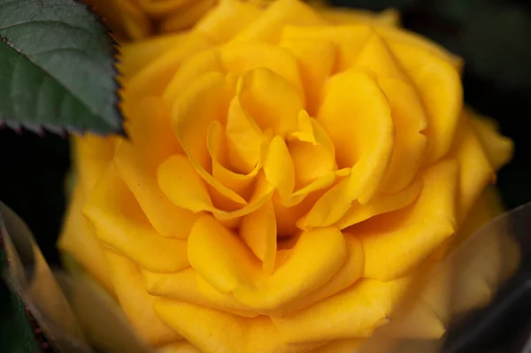 Крупним Планом Красива Трояндова Квітка — стокове фото