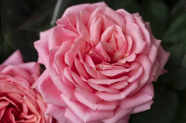 Цветы Роз Саду — стоковое фото