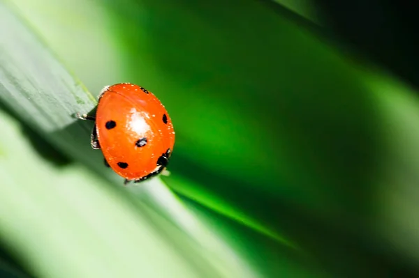 Ladybug Саду — стоковое фото