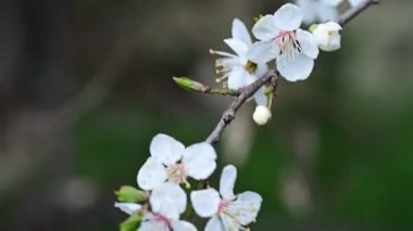 Bahar mevsiminde güzel beyaz kiraz çiçekleri
