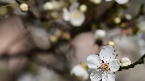 Piękny Biały Kwiat Wiśni Sezonie Wiosennym — Wideo stockowe