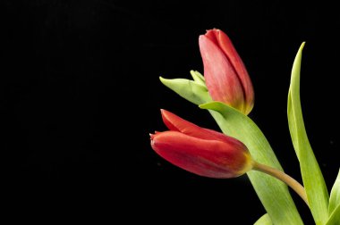 Çiçekli güzel çiçek kompozisyonu